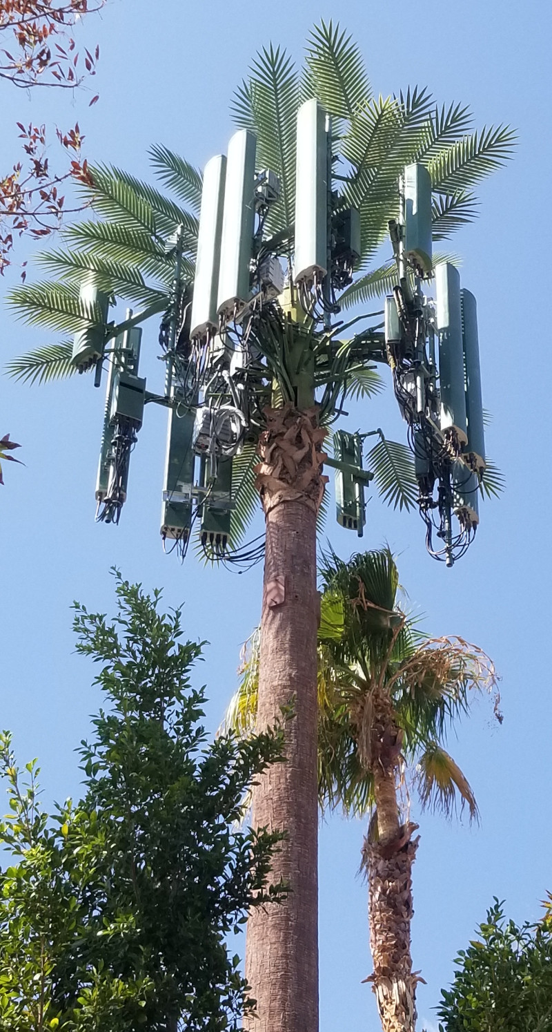 PALM TREE