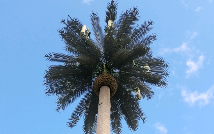 Palm